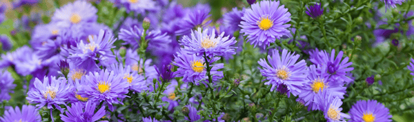 5FLOWERS-Aster