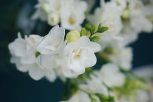 Freesia Bouquet of Flowers