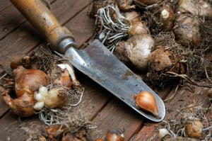 Trowel and bulbs ready for planting