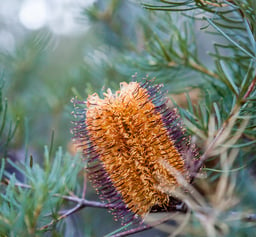 Banksia Native