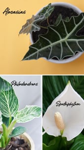 Blog Indoor Plants-Plant jungle-Spring22