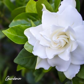 Blog- Gardenia growing Success3