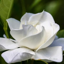 Blog- Gardenia growing Success5