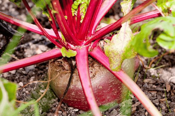 Edible-Beetroot