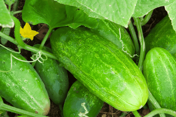 Edible-Cucumber