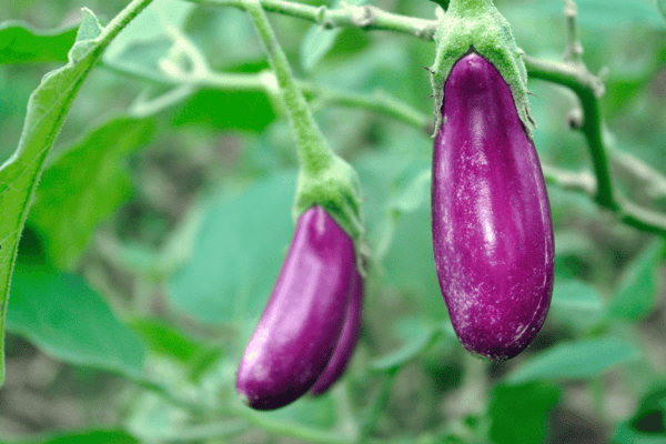 Edible-Eggplant