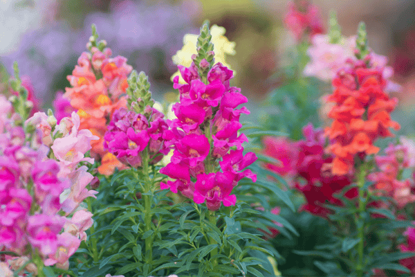 Flowers-Snapdragons