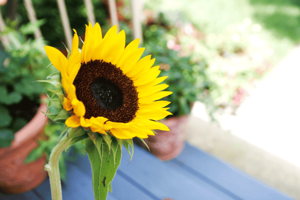 Flowers-Sunflowers