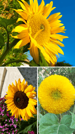 Profile-Sunflower
