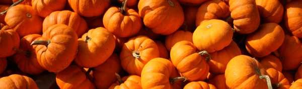 5EDIBLE-Pumpkin