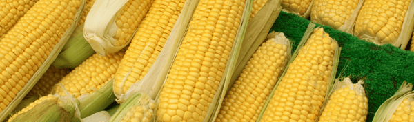 5EDIBLE-SweetCorn