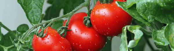 5EDIBLE-Tomato