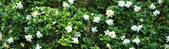 5FLOWERS-Gardenia
