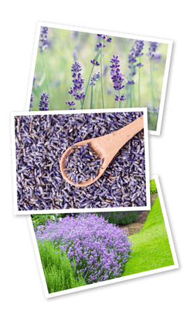BES-Lavender