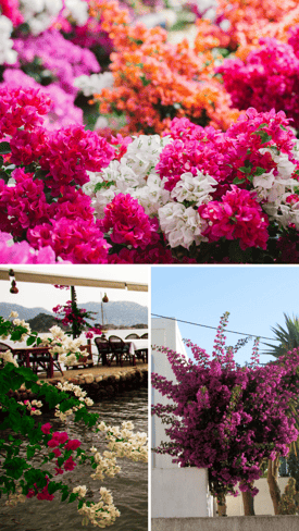 Profile-Bouganvillea