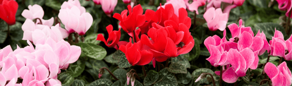 5FLOWERS-Cyclamen