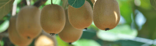 5FRUIT-Kiwifruit