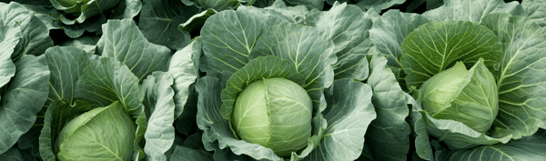 5VEGE-Cabbage