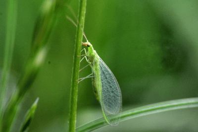 GB-  Lacewings