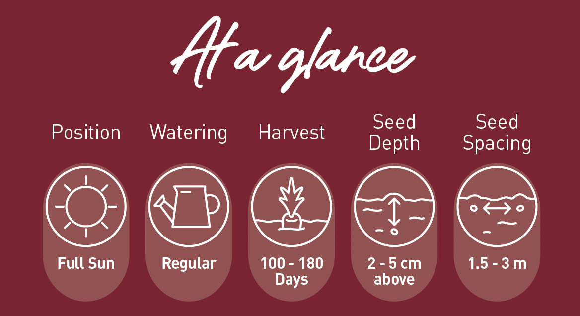 Growing grapes at a glance