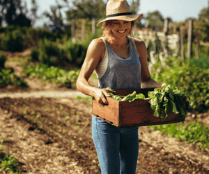 Harvest in Garden