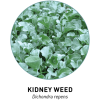 Kidney Weed