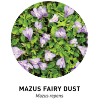 Maus Fairy Dust