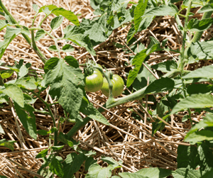Mulched Tomato Plant