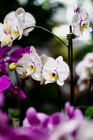 Phalaenopsis - Moth Orchid (1)