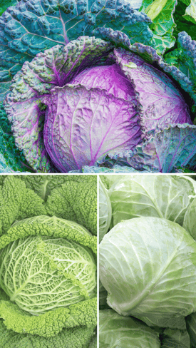 Profile-Cabbage