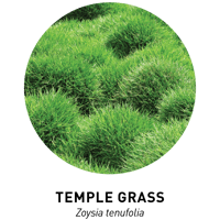 Temple Grass