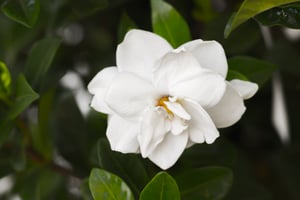gardenia-2