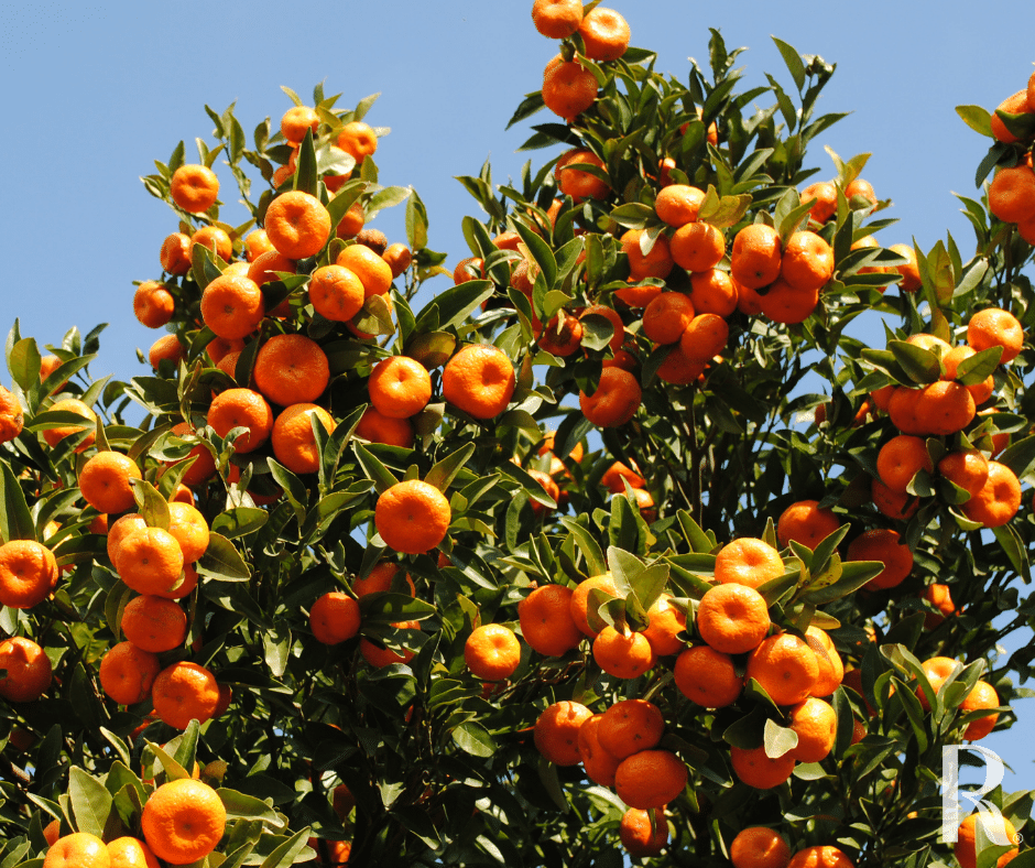 Mandarin tree in fruit