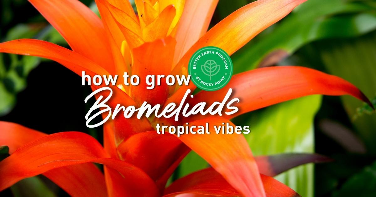 How to grow Bromeliads: Tropical Vibes