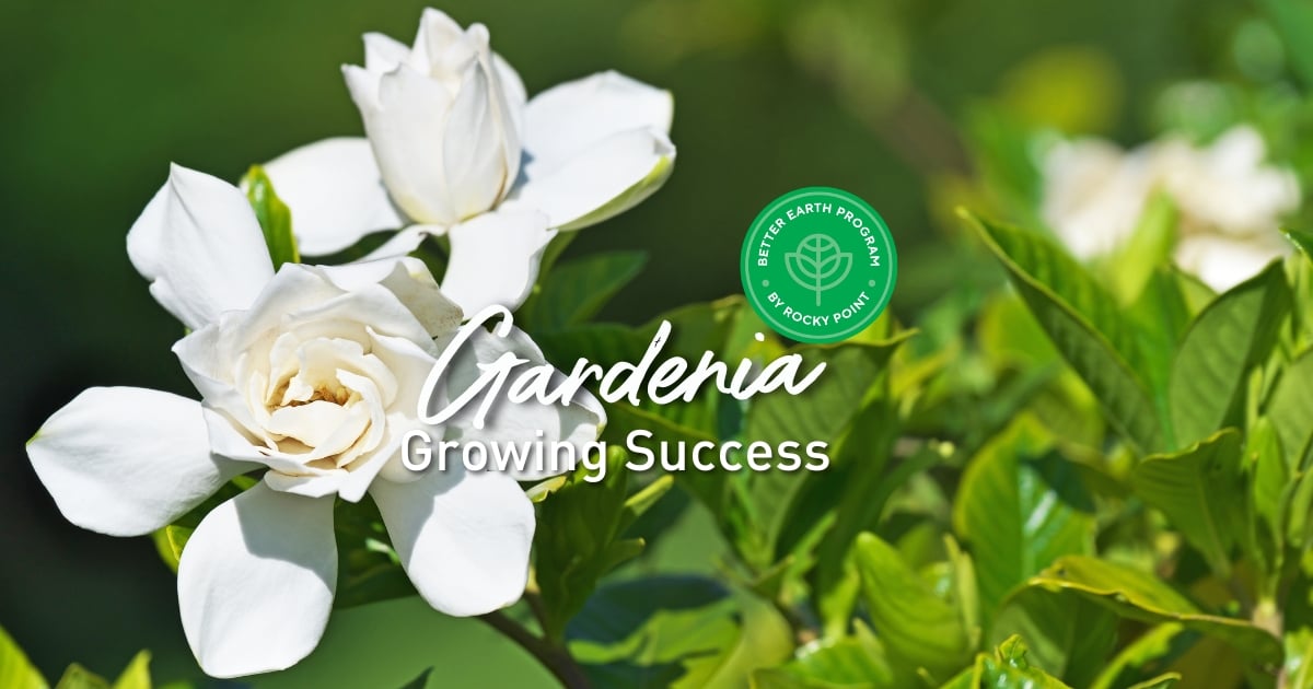 Blog- Gardenia growing Success