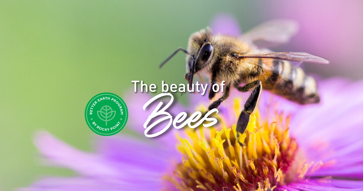 The beauty of bees in your garden