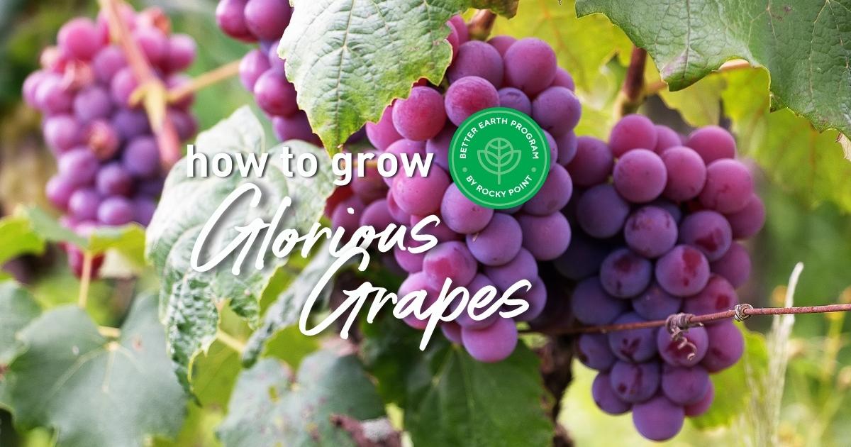 How to grow: Glorious Grapes
