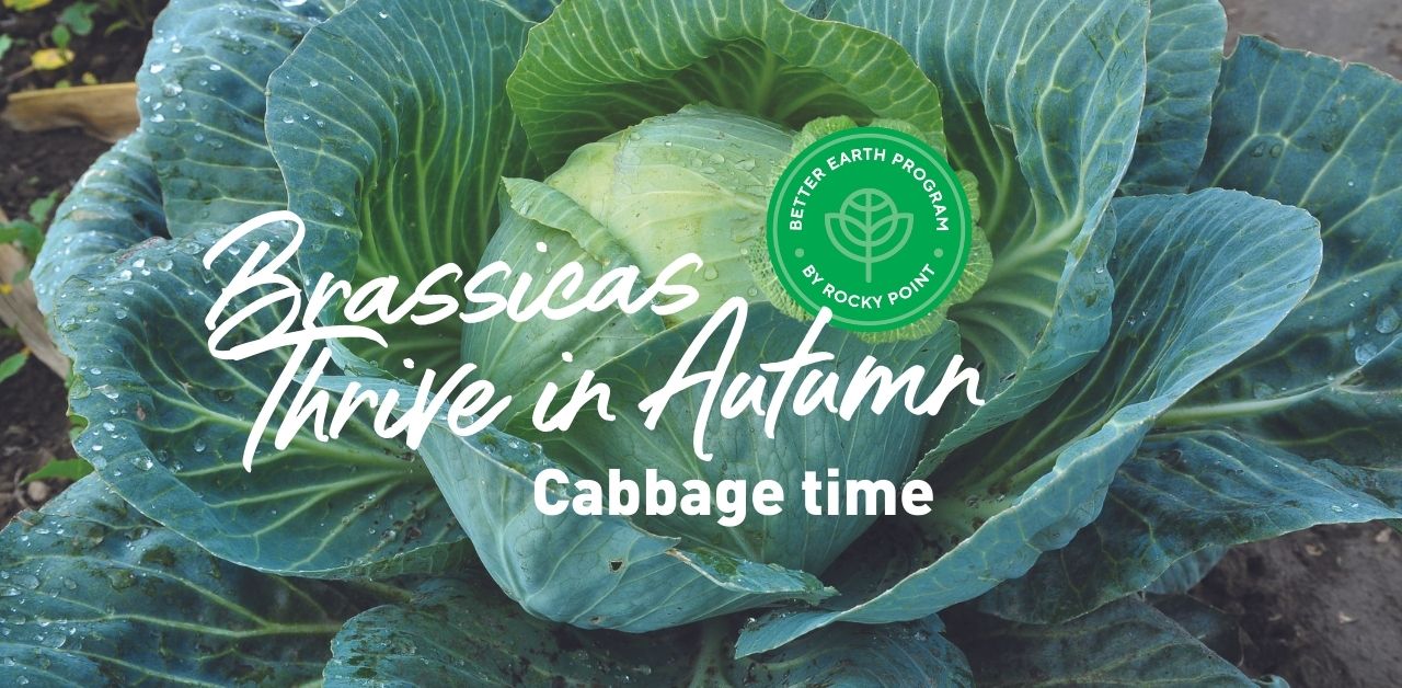 Brassicas Thrive in Autumn - Cabbage time 2