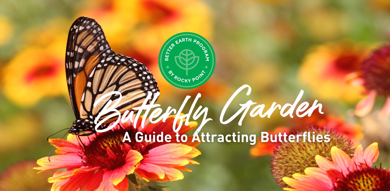 Butterfly Garden: A Guide to Attracting Colourful Butterflies