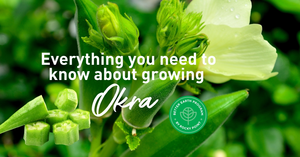 Okra - Everything you need to know to grow