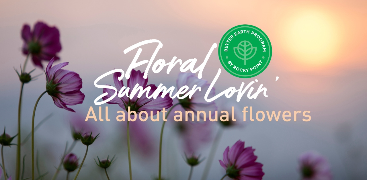 Floral Summer lovin - all about annual flowers