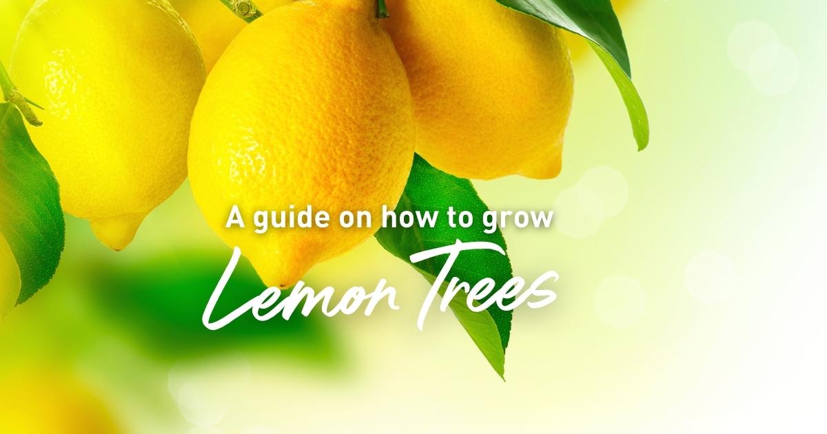 a guide to growing Lemon Trees