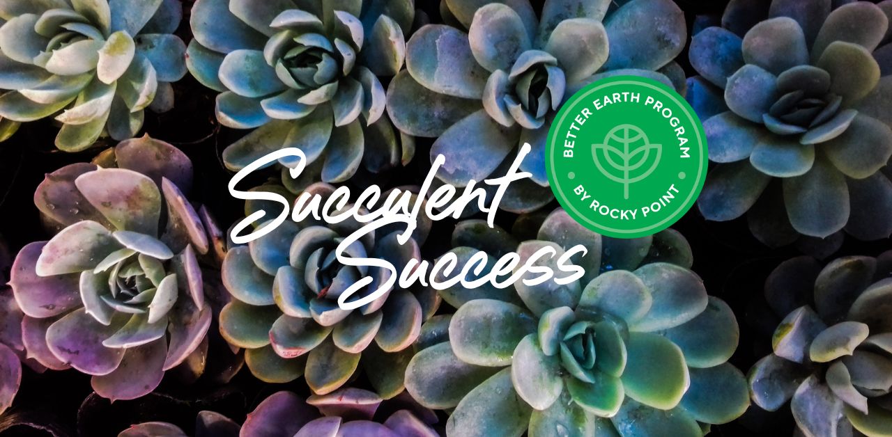 Succulent Success