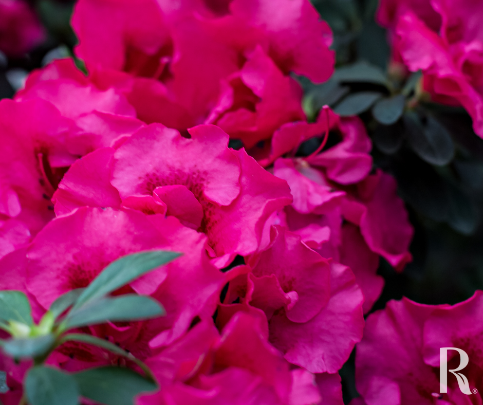 Azalea Blooms