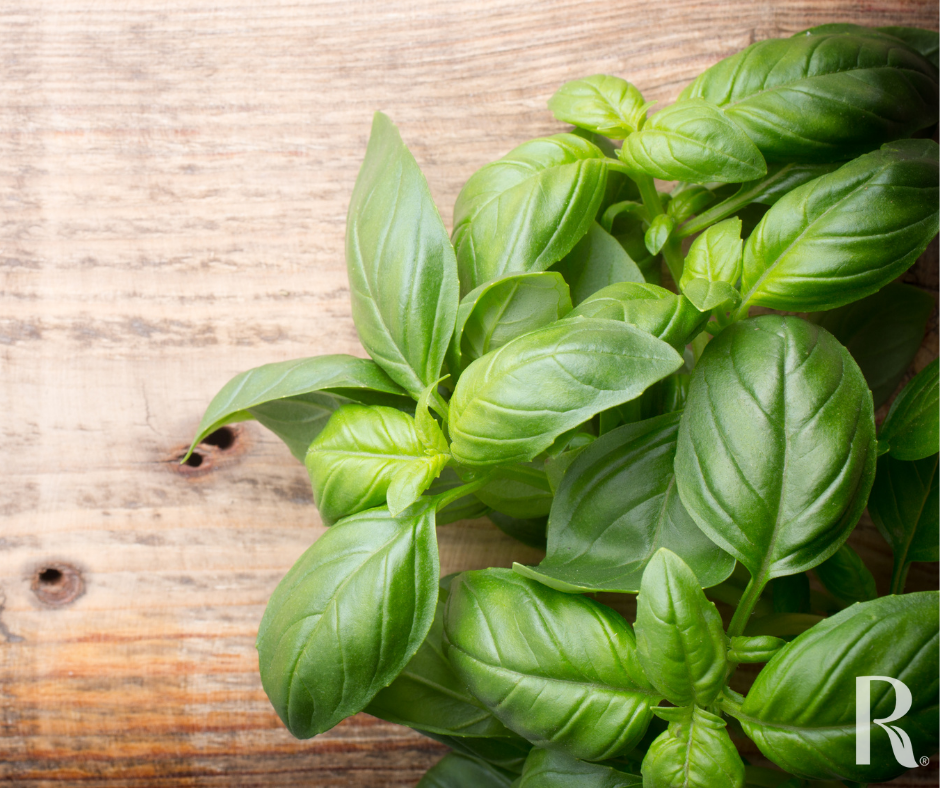 Freshly harvested basil