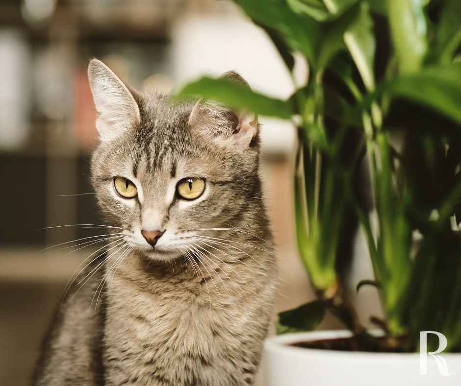 Cat with Indoor Plant