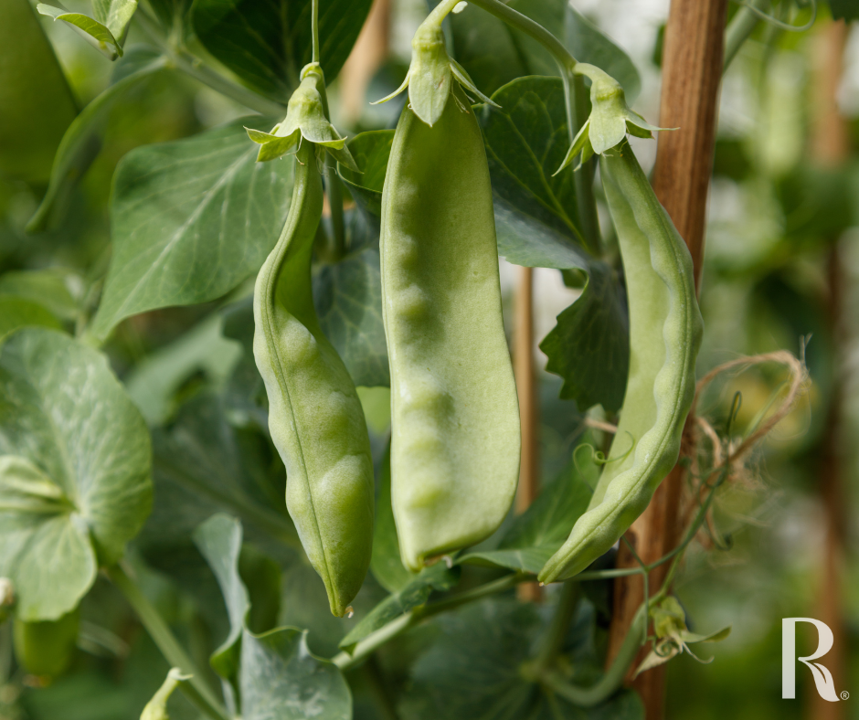 Snow Peas