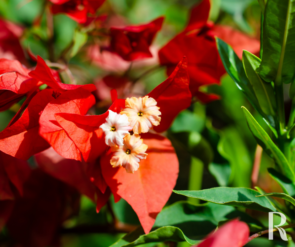 Red Bougainvillea Flower