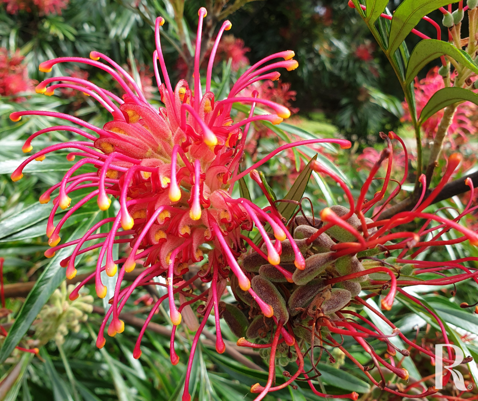 Pink Grevillea Flower