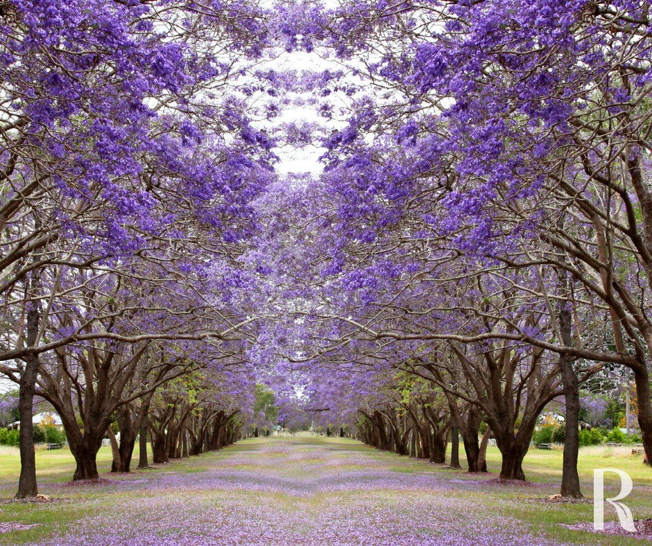 Street lined with jacaranda trees in flower